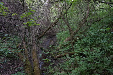 A stream flows in a mysterious forest.