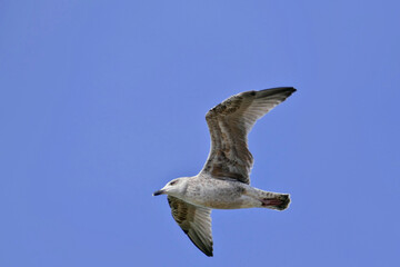 Fliegende Möwe von unten fotografiert.