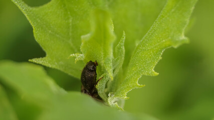 beetle hid in the leaves of a plant, selective focus image