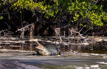 Fototapeta na wymiar crocodile on the beach eats a bite of meat