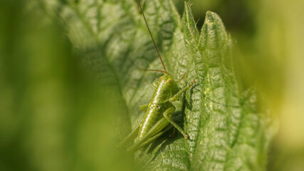 green grasshopper with long antennae on a leaf