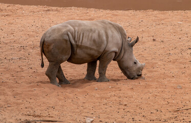 Naklejka premium Baby rhino finding something in sand 