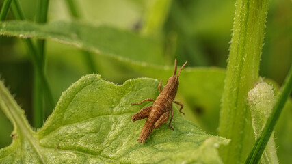 brown grasshopper on a leaf of a field plant