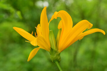 Fototapeta premium Yellow lily (latin: hemerocallis lilioasphodelus) is a perennial herb in the hemerocallidaceae family.
