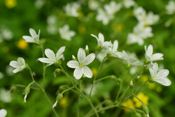 White wildflowers. Сerastium pauciflorum. A genus of herbaceous plants in the Clove family (Caryophyllaceae). Close-up of small flowers.