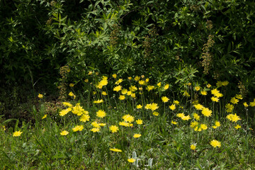 Yellow flowers of coltsfoot or dandelions grow on a sunny meadow in the city near the bushes.
