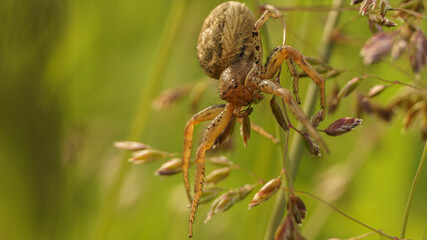 big brown spider on field grass, selective focus image