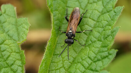 black wasp with brown wings on a leaf
