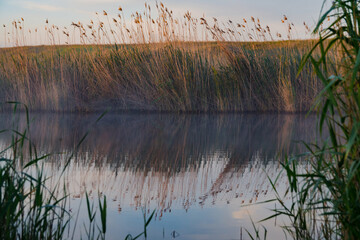 Photo of a far shore of the lake, overgrown with thick reeds in the dawn rays of the sun. Mist is under the surface of the water