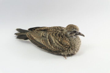 Eurasian tree sparrow  on white background.