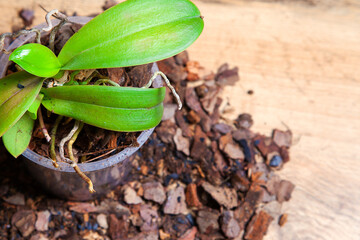 Beautiful plant orchid without flowers with area for text. Orchid transplanted into new soil from pine bark on a wooden table background, top view