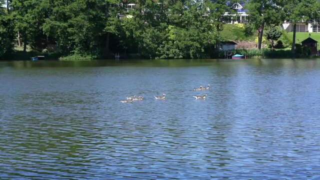 Wild geese swimming along the embankment on Lake Krummer See in Brandenburg, Germany 