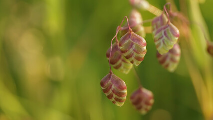 incredibly beautiful unique plant, selective focus image