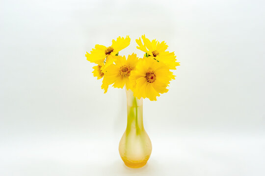 Yellow flowers of ‎lanceleaf coreopsis or ‎lanceleaf tickseed in the glass vase isolated on white background.