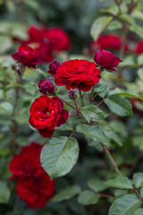 red rose in garden