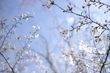 桜