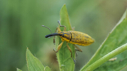 yellow weevil sits on the grass, selective focus image