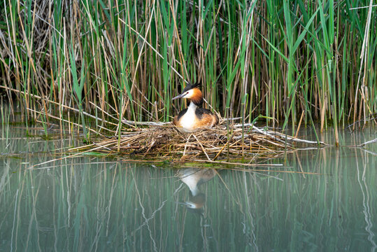 Great Crested Grebe