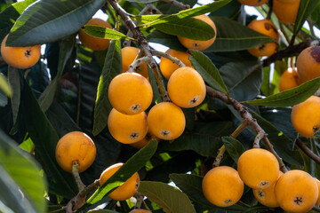 Fruit of loquat - Eriobotrya japonica - has become in Fukuoka city, JAPAN.
