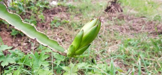 Green dragon fruit awaits seasonal harvest from Thailand.