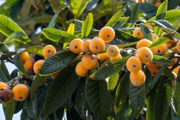 Fruit of loquat - Eriobotrya japonica - has become in Fukuoka city, JAPAN.
