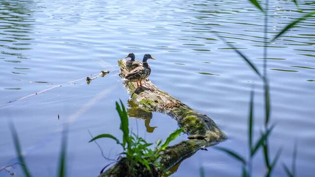 Two ducks sunbathing on an a dead tree trunk in a lake with reflections on the water surface (Krummer See, Brandenburg)