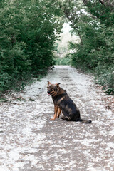 Fototapeta na wymiar Old funny dog is sitting obediently in a sunny forest. Vertical photo