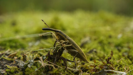 yellow weevil walks along the moss, summer