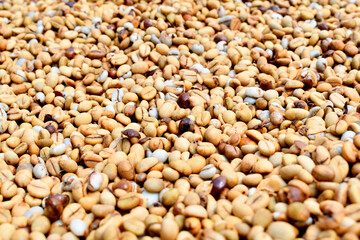 Coffee cherry dry process robusta in thailand
