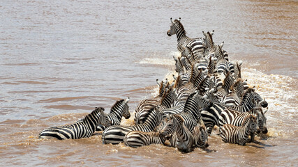 Fototapeta na wymiar Zebra herd crossing the Mara River, Kenya, during the annual Great Migration