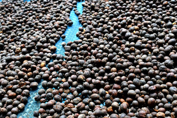Coffee cherry dry process robusta in thailand
