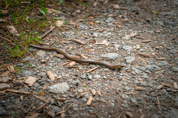 Blindschleiche auf einem Wanderweg bei Mitterfels im Bayerischen Wald