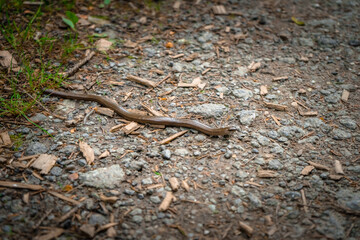 Blindschleiche auf einem Wanderweg bei Mitterfels im Bayerischen Wald