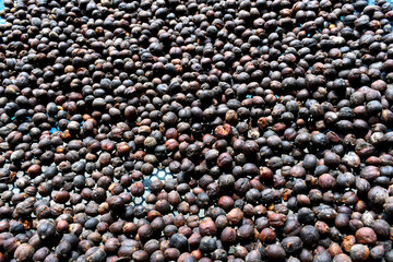 Coffee cherry dry process robusta in thailand