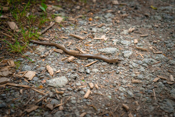 Blindschleiche auf einem Wanderweg bei Mitterfels im Bayerischen Wald