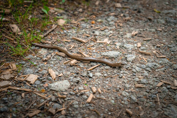 Blindschleiche auf einem Wanderweg bei Mitterfels im Bayerischen Wald