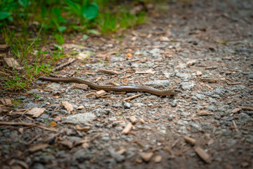 Blindschleiche auf einem Wanderweg bei Mitterfels im Bayerischen Wald