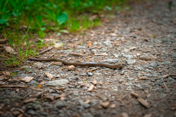 Blindschleiche auf einem Wanderweg bei Mitterfels im Bayerischen Wald