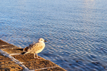 seagull on the beach in france