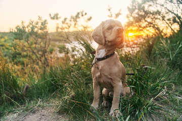 A young american cocker spaniel is sitting on the grass at sunset. High quality photo
