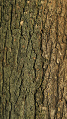  texture of brown tree bark pattern close up