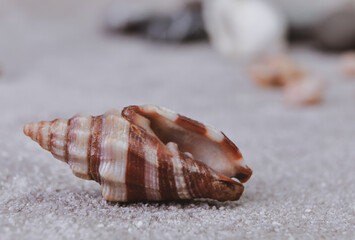 scattered seashells on the table