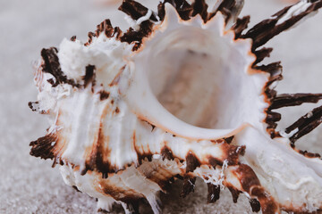 scattered seashells on the table