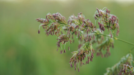 flowering time of field grass, selective focus image
