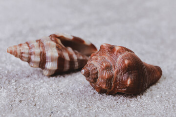 scattered seashells on the table