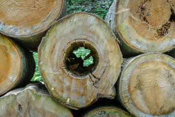 Aufgerichtete Baumst&auml;mme f&uuml;r Brennholz im Bayerischen Wald
