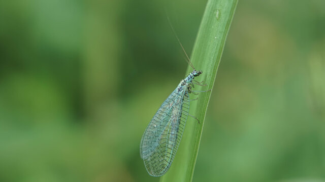 blue chrysoperla carnea on the grass, summer