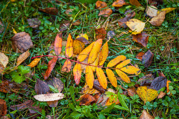 Red-yellow leaf of mountain ash on the grass after rain.