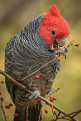 Male Gang Gang cockatoo (Callocephalon fimbriatum), a native Australian bird, perched in a tree eating berries. © Kathryn