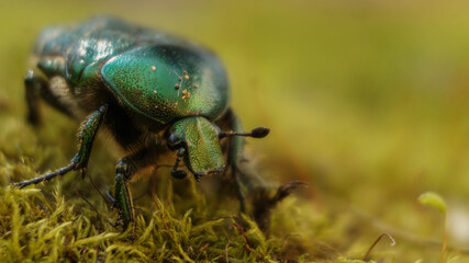 a bright dung beetle walks along the magnificent moss